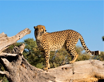 WID_4904.Cheetah.log